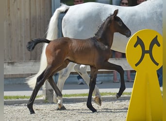 Hannoveraan, Merrie, 4 Jaar, 165 cm, Schimmel