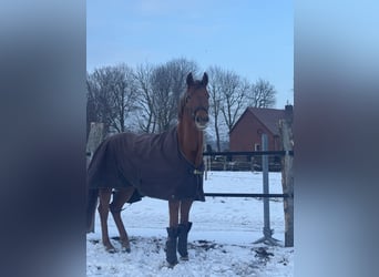 Hannoveraan, Merrie, 4 Jaar, 165 cm, Vos