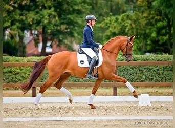 Hannoveraan, Merrie, 4 Jaar, 165 cm, Vos