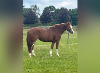 Hannoveraan, Merrie, 4 Jaar, 165 cm, Vos