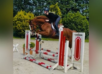 Hannoveraan, Merrie, 4 Jaar, 165 cm, Vos
