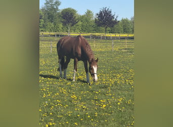 Hannoveraan, Merrie, 4 Jaar, 165 cm, Vos
