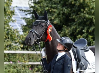 Hannoveraan, Merrie, 4 Jaar, 165 cm, Zwart