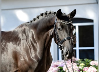 Hannoveraan, Merrie, 4 Jaar, 165 cm, Zwart