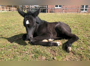 Hannoveraan, Merrie, 4 Jaar, 165 cm, Zwart