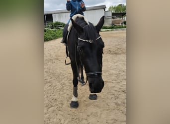 Hannoveraan, Merrie, 4 Jaar, 165 cm, Zwart