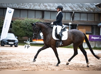 Hannoveraan, Merrie, 4 Jaar, 165 cm, Zwart