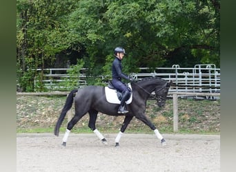 Hannoveraan, Merrie, 4 Jaar, 165 cm, Zwart