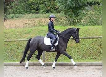 Hannoveraan, Merrie, 4 Jaar, 165 cm, Zwart