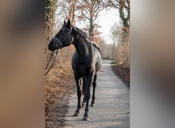 Hannoveraan, Merrie, 4 Jaar, 165 cm, Zwart