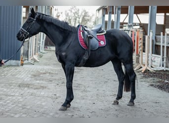 Hannoveraan, Merrie, 4 Jaar, 165 cm, Zwart