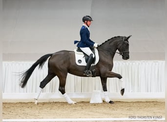 Hannoveraan, Merrie, 4 Jaar, 165 cm, Zwart