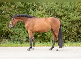 Hannoveraan, Merrie, 4 Jaar, 166 cm, Bruin