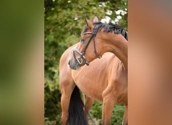 Hannoveraan, Merrie, 4 Jaar, 166 cm, Bruin