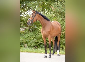 Hannoveraan, Merrie, 4 Jaar, 166 cm, Bruin