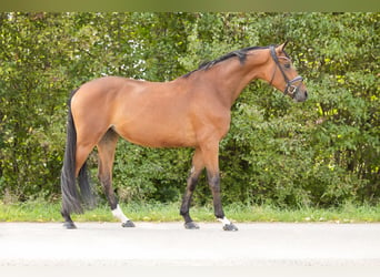 Hannoveraan, Merrie, 4 Jaar, 166 cm, Bruin