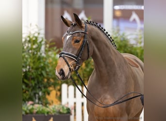 Hannoveraan, Merrie, 4 Jaar, 166 cm, Bruin