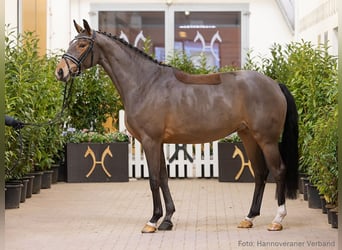 Hannoveraan, Merrie, 4 Jaar, 166 cm, Bruin