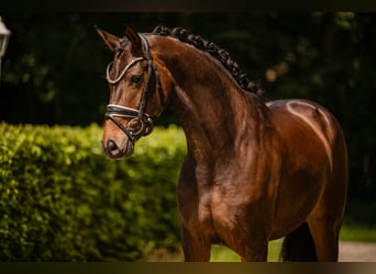 Hannoveraan, Merrie, 4 Jaar, 166 cm, Donkerbruin