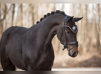 Hannoveraan, Merrie, 4 Jaar, 166 cm, Donkerbruin