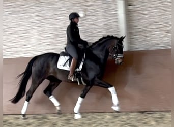 Hannoveraan, Merrie, 4 Jaar, 166 cm, Donkerbruin