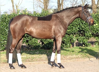 Hannoveraan, Merrie, 4 Jaar, 166 cm, Donkerbruin