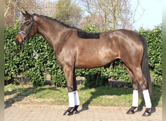 Hannoveraan, Merrie, 4 Jaar, 166 cm, Donkerbruin