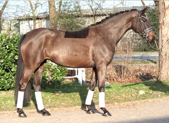 Hannoveraan, Merrie, 4 Jaar, 166 cm, Donkerbruin