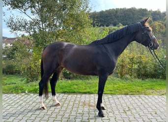 Hannoveraner, Stute, 4 Jahre, 166 cm, Dunkelbrauner