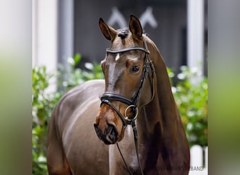 Hannoveraan, Merrie, 4 Jaar, 166 cm, Donkerbruin