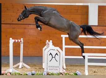 Hannoveraan, Merrie, 4 Jaar, 166 cm, Donkerbruin