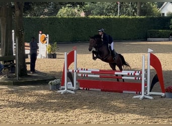 Hannoveraan, Merrie, 4 Jaar, 166 cm, Donkerbruin