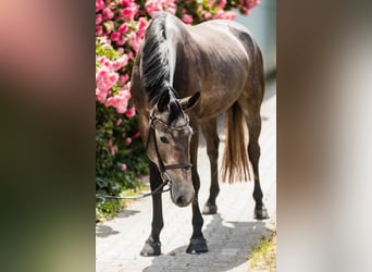 Hannoveraan, Merrie, 4 Jaar, 166 cm, Schimmel
