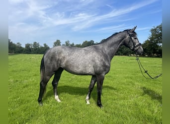 Hannoveraan, Merrie, 4 Jaar, 166 cm, Schimmel