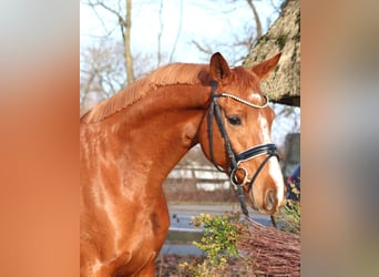 Hannoveraan, Merrie, 4 Jaar, 166 cm, Vos