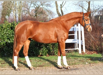 Hannoveraan, Merrie, 4 Jaar, 166 cm, Vos