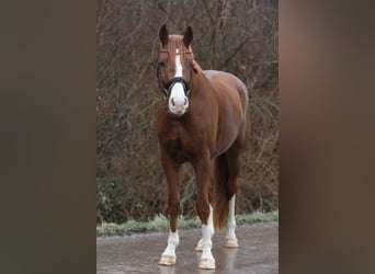 Hannoveraan, Merrie, 4 Jaar, 166 cm, Vos