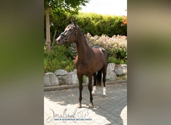 Hannoveraan, Merrie, 4 Jaar, 166 cm, Zwart