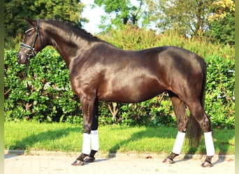 Hannoveraan, Merrie, 4 Jaar, 166 cm, Zwart