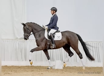 Hannoveraan, Merrie, 4 Jaar, 166 cm, Zwart