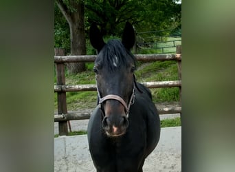 Hannoveraan, Merrie, 4 Jaar, 166 cm, Zwartbruin