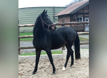 Hannoveraan, Merrie, 4 Jaar, 166 cm, Zwartbruin