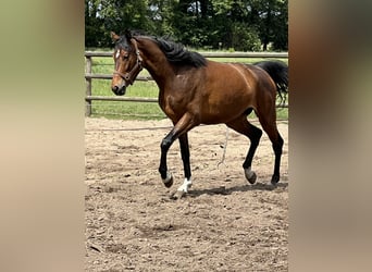 Hannoveraan, Merrie, 4 Jaar, 167 cm, Brauner