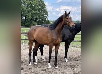 Hannoveraan, Merrie, 4 Jaar, 167 cm, Brauner