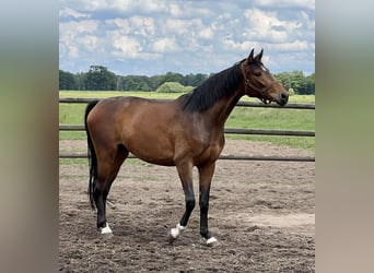 Hannoveraan, Merrie, 4 Jaar, 167 cm, Brauner