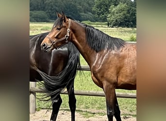 Hannoveraan, Merrie, 4 Jaar, 167 cm, Brauner