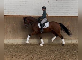 Hannoveraan, Merrie, 4 Jaar, 167 cm, Bruin