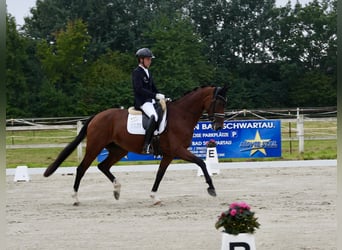 Hannoveraan, Merrie, 4 Jaar, 167 cm, Bruin