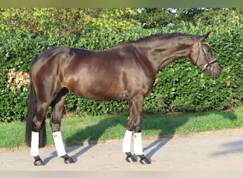 Hannoveraan, Merrie, 4 Jaar, 167 cm, Bruin