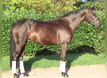 Hannoveraan, Merrie, 4 Jaar, 167 cm, Bruin